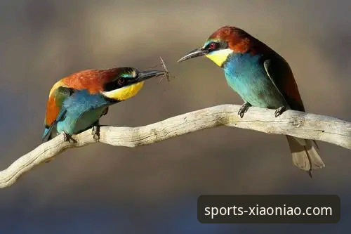 小鸟综合体育App深度评测：2026小鸟体育下载安装全流程与真实体验报告